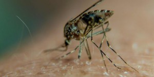 Après des décennies de lutte, le Sri-Lanka a vaincu le paludisme