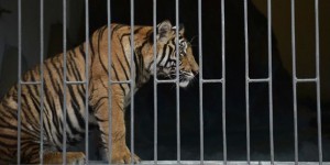 Le commerce illégal, en hausse, reste la première menace pour la survie du tigre