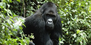 Le gorille oriental, le plus grand primate du monde, en « danger critique d’extinction »