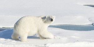 Dans l’Arctique, cinq scientifiques russes encerclés par des ours polaires