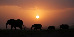 L’inexorable déclin des éléphants d’Afrique