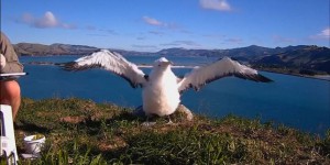 Moana l’albatros royal prend son envol