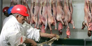 Nouvelles images de maltraitance animale dans un abattoir de moutons