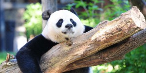 Pourquoi le panda géant n’est plus une espèce « en danger »