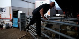 En Suède, un abattoir mobile se déplace de ferme en ferme