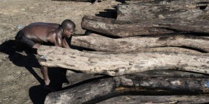 Trafic de bois de rose : ultime avertissement pour Madagascar
