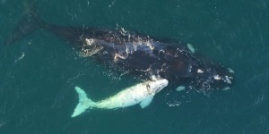 Un très rare baleineau blanc filmé par un drone