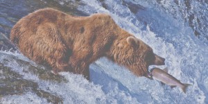 Entre animal féroce et peluche réconfortante, l’ours sous toutes ses facettes