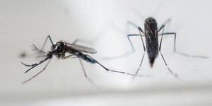 Peut-on annuler son vol pour cause de virus Zika ?