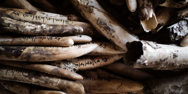 Le commerce de l’ivoire divise les pays africains