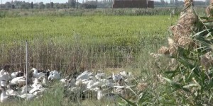 Culture du riz biologique : en Camargue, des rizières désherbées par des canards