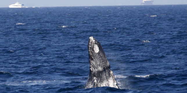 Nouveau rejet de la création d’un sanctuaire pour baleines dans l’Atlantique