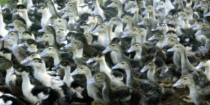Les oiseaux migrateurs jouent un rôle clé dans la grippe aviaire