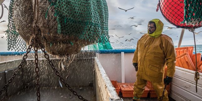 La sauvegarde de l’océan ne compte guère dans les choix des consommateurs de poisson