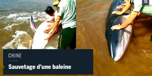 Sauvetage d’une baleine échouée sur une plage chinoise