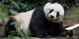 Le plus vieux panda au monde en captivité est mort à Hongkong