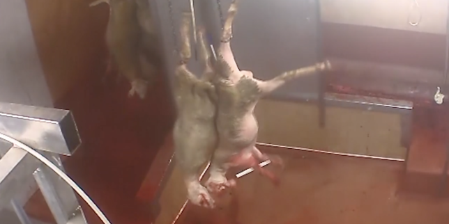 Dans un abattoir de Limoges, des images chocs de vaches abattues en gestation