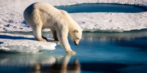 En Arctique, la température excède de 20 °C la normale