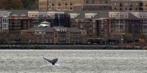 Une baleine à bosse se promène dans les eaux de New York
