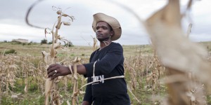 A la COP22, les négociateurs échouent à sauver l’agriculture africaine