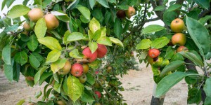 « Dernière chance pour la biodiversité » (6/6) : les pommes d’antan