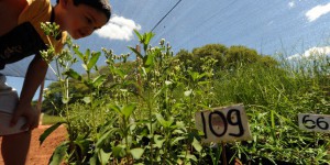 Les Indiens d’Amérique du Sud accusent l’industrie agroalimentaire de biopiraterie