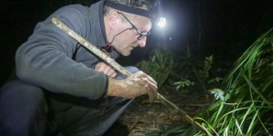 En Nouvelle-Calédonie, à la recherche des chasseurs nocturnes (3/5)