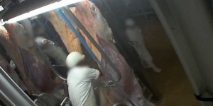 De nouvelles vidéos choc dénoncent l’abattage de vaches gestantes à Limoges