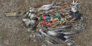 Pourquoi les oiseaux marins se gavent de plastique, à en mourir