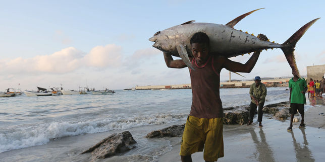 Préserver les stocks de poisson pour renforcer la résilience climatique sur les côtes africaines