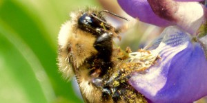 Le service rendu par les pollinisateurs évalué entre 2 et 5 milliards d’euros par an en France