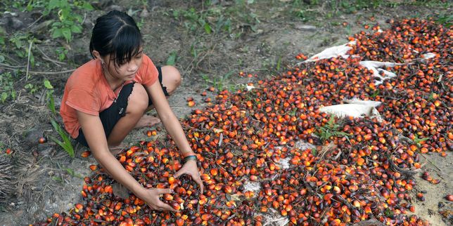 Travaux forcés, exploitation d’enfants… Des abus dans la production d’huile de palme