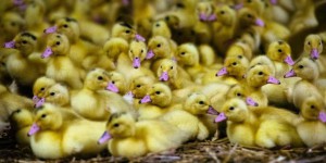 Canards infectés par la grippe aviaire : deux plaintes déposées dans le Lot-et-Garonne