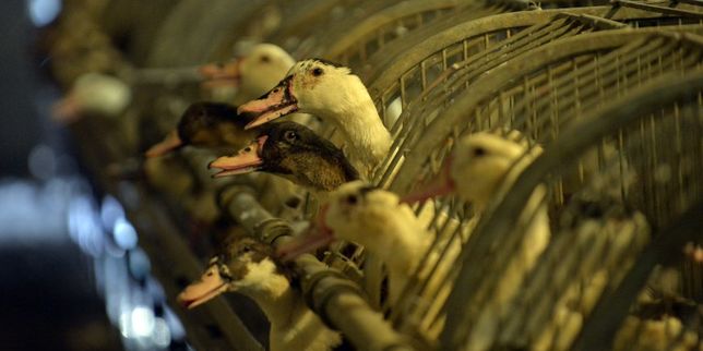 Un foyer de grippe aviaire détecté dans un élevage de canards du Tarn