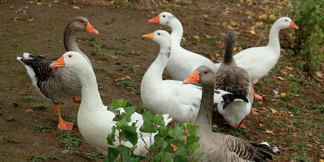 La France à nouveau touchée par la grippe aviaire
