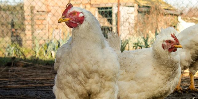 Grippe aviaire : 19 foyers dans des élevages du Sud-Ouest