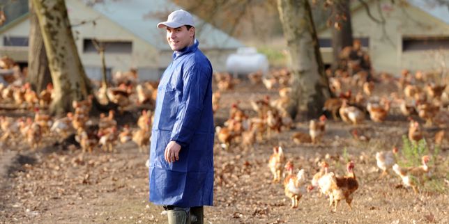 Grippe aviaire : 32 foyers recensés dans des élevages en France