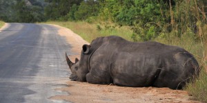 Le guépard, la girafe et le rhinocéros noir risquent de disparaître en Afrique