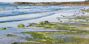 Incertitudes sur la mort d’un joggeur dans une zone d’algues vertes en Bretagne