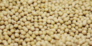 La justice européenne confirme l’autorisation de commercialisation du soja OGM de Monsanto