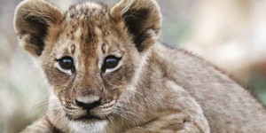 Au Mozambique, l’enjeu de la repopulation des lions du parc de Gorongosa