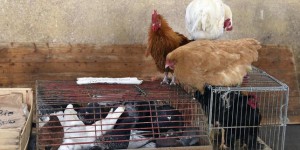 Quatre nouveaux foyers de grippe aviaire confirmés dans le Tarn