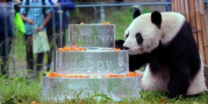Pan Pan, le « père héroïque » des pandas, est mort à 31 ans