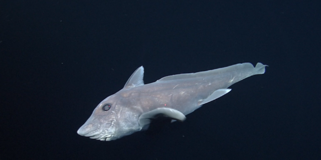 Les premières images d’un requin fantôme dans son milieu naturel