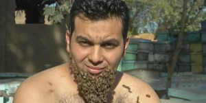 Promotion de la biodiversité : un apiculteur égyptien se fait pousser une barbe d’abeilles