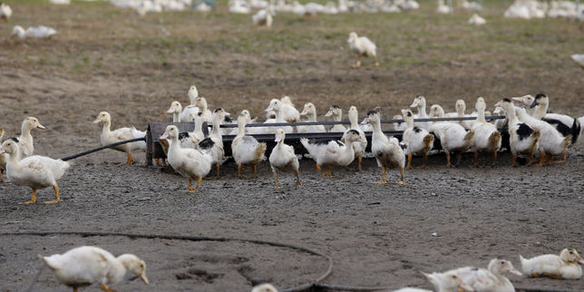 « Forte suspicion » d’un nouveau foyer de grippe aviaire dans les Landes