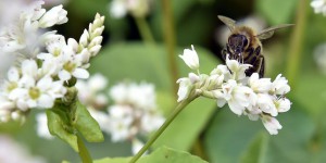2017, année décisive pour les insecticides « tueurs d’abeilles »