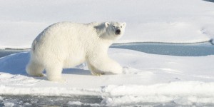 Barack Obama dévoile un plan pour protéger les ours polaires