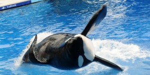 La célèbre « orque tueuse » Tilikum est morte