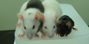Des chercheurs ont fait pousser un greffon chez un rat pour le transplanter dans une souris